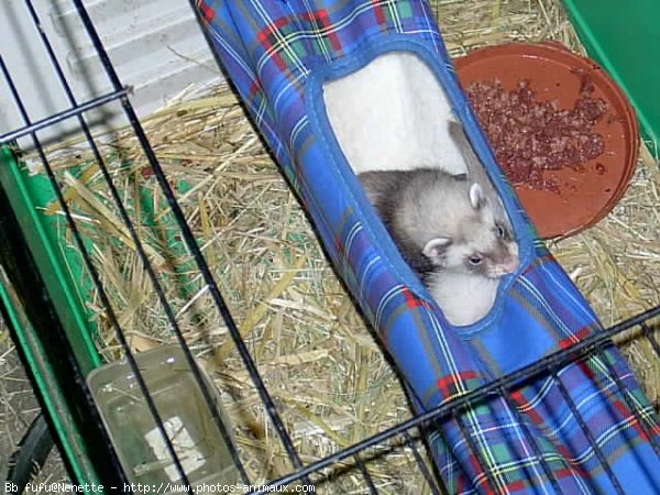 Photo de Furet