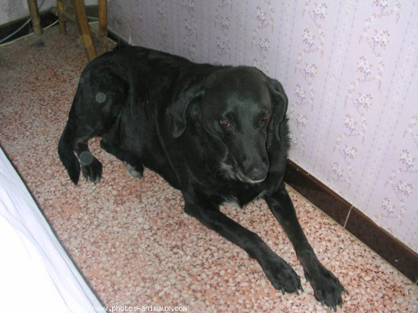 Photo de Labrador retriever