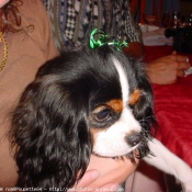 Photo de Cavalier king charles spaniel