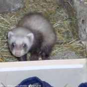 Photo de Furet