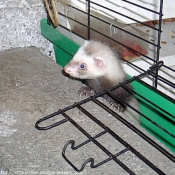 Photo de Furet