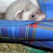 Photo de Furet