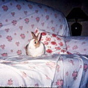 Photo de Lapin