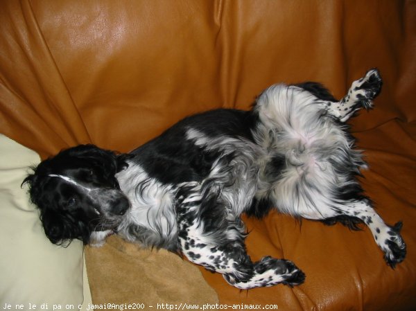 Photo d'English springer spaniel