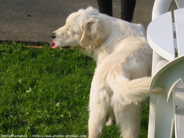 Photo de Golden retriever