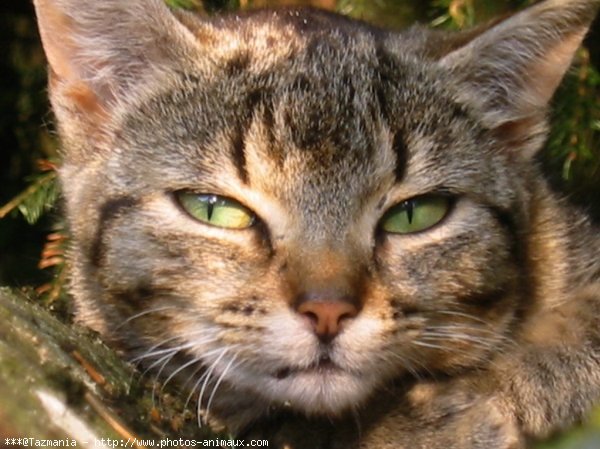 Photo de Chat domestique