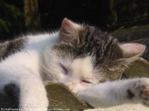 Photo de Chat domestique