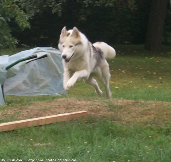 Photo de Husky siberien