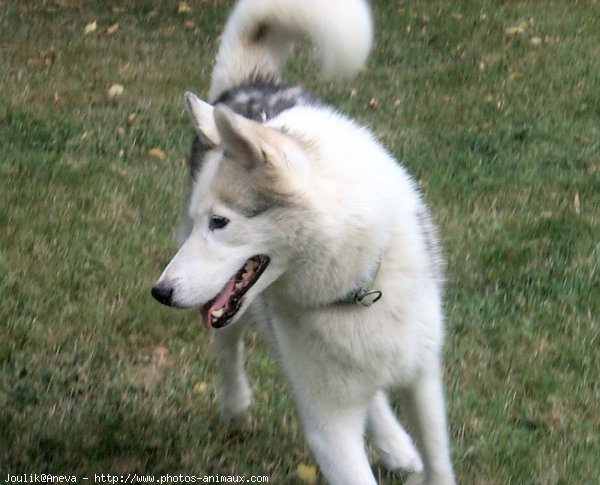 Photo de Husky siberien