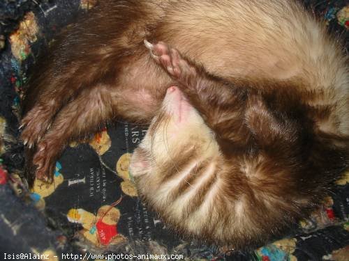 Photo de Furet