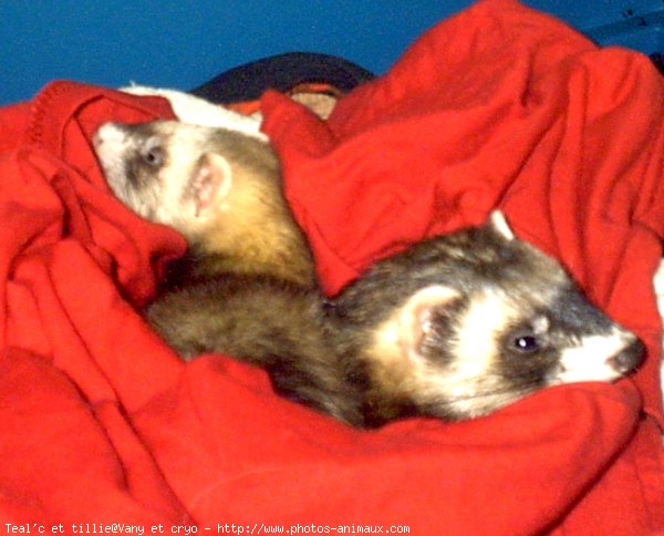 Photo de Furet