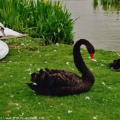 Photo de Cygne