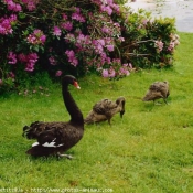 Photo de Cygne