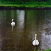 Photo de Races diffrentes