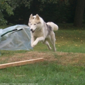 Photo de Husky siberien