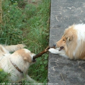 Photo de Races diffrentes