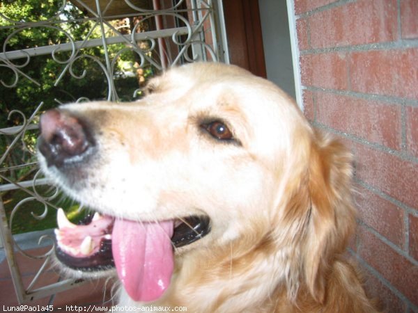 Photo de Golden retriever