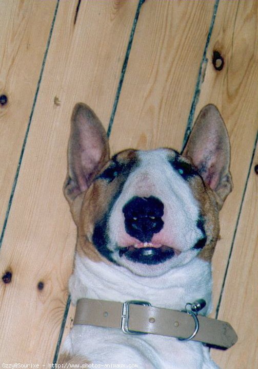 Photo de Bull terrier miniature