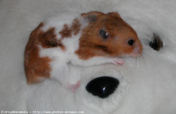 Photo de Hamster