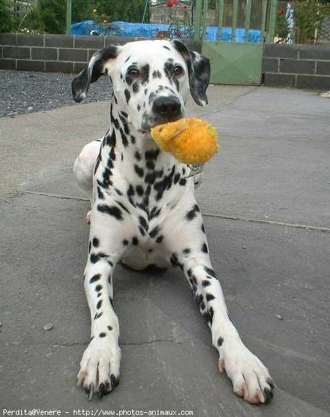 Photo de Dalmatien