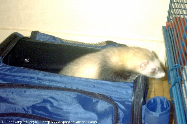 Photo de Furet