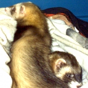 Photo de Furet