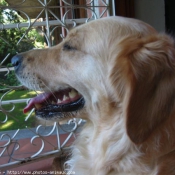 Photo de Golden retriever