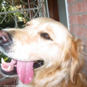 Photo de Golden retriever