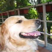 Photo de Golden retriever