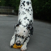 Photo de Dalmatien