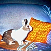 Photo de Lapin