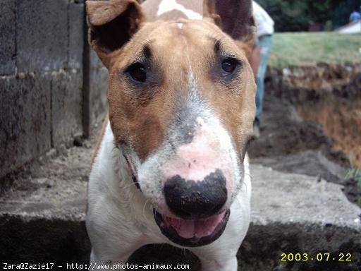 Photo de Bull terrier miniature