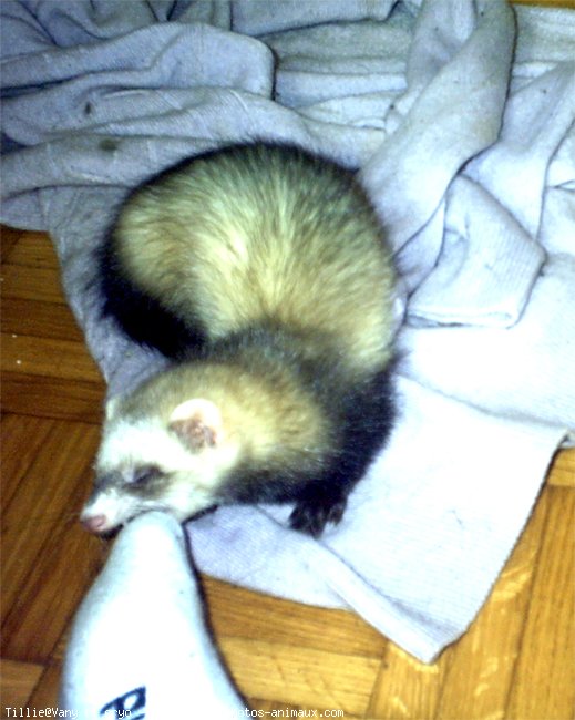 Photo de Furet