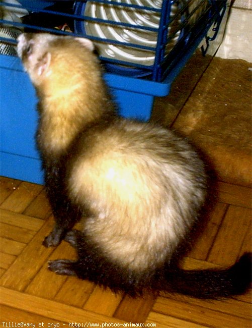 Photo de Furet