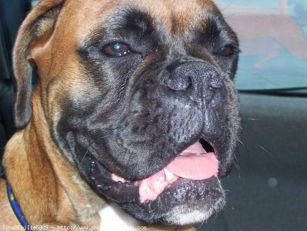 Photo de Boxer