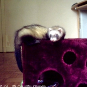 Photo de Furet