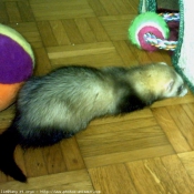 Photo de Furet