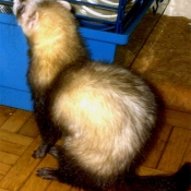 Photo de Furet