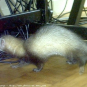 Photo de Furet