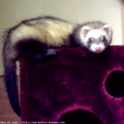 Photo de Furet