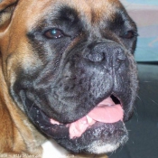 Photo de Boxer