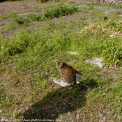 Photo de Chat domestique