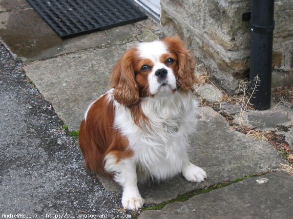 Photo de Cavalier king charles spaniel