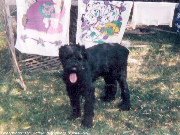 Photo de Bouvier des flandres