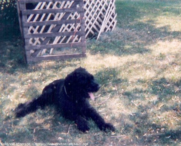 Photo de Bouvier des flandres