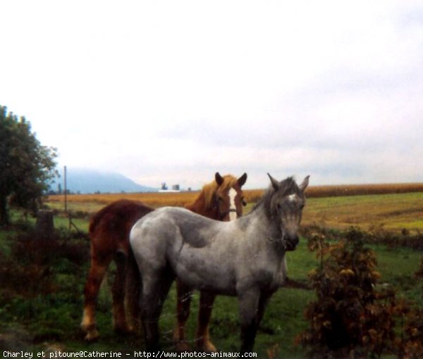 Photo de Races diffrentes