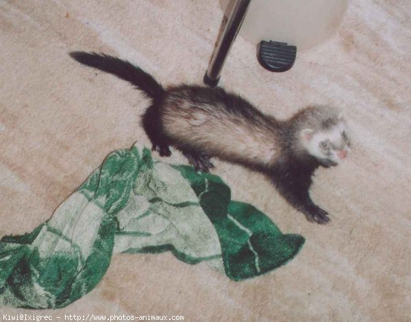 Photo de Furet