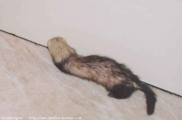 Photo de Furet