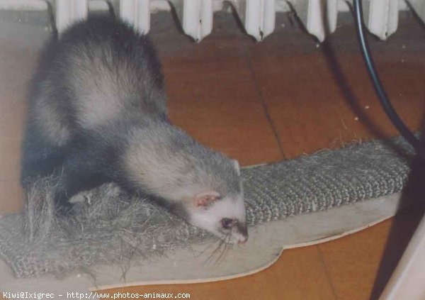 Photo de Furet