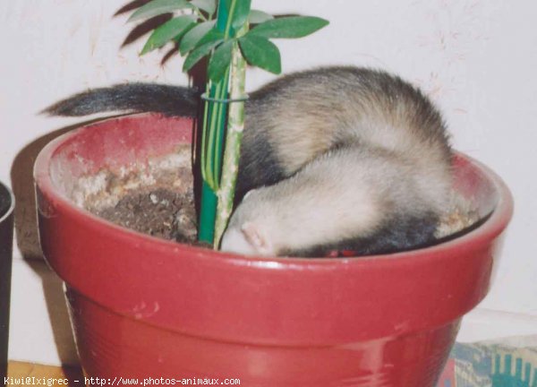 Photo de Furet